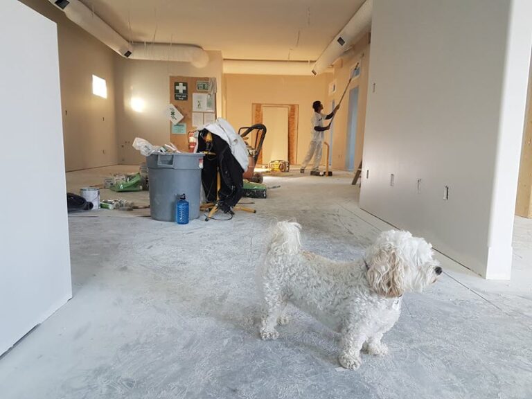 Dog with whiote fur standing on floor looking out the window. Down the hall is a man painting the wall.